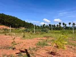 Đất ven Đà Lạt 2 mặt tiền giữa không gian thông xanh, phù hợp thiết kế nhà ở hoặc nhà vườn ng...webp