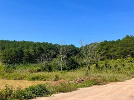 Đất ven Đà Lạt 2 mặt tiền giữa không gian thông xanh, phù hợp thiết kế nhà ở hoặc nhà vườn ng...webp