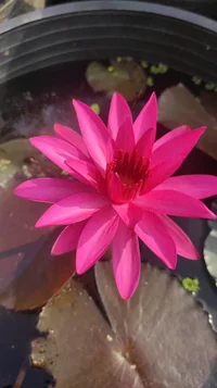 1000005066.webp