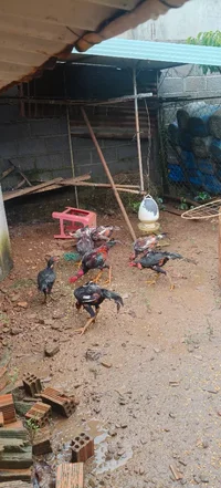 1000000779.webp