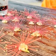 Phan Thị Hải Anh