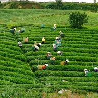 Thảo - Bảo Lộc