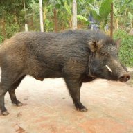 Heo Rừng Thịt Giống