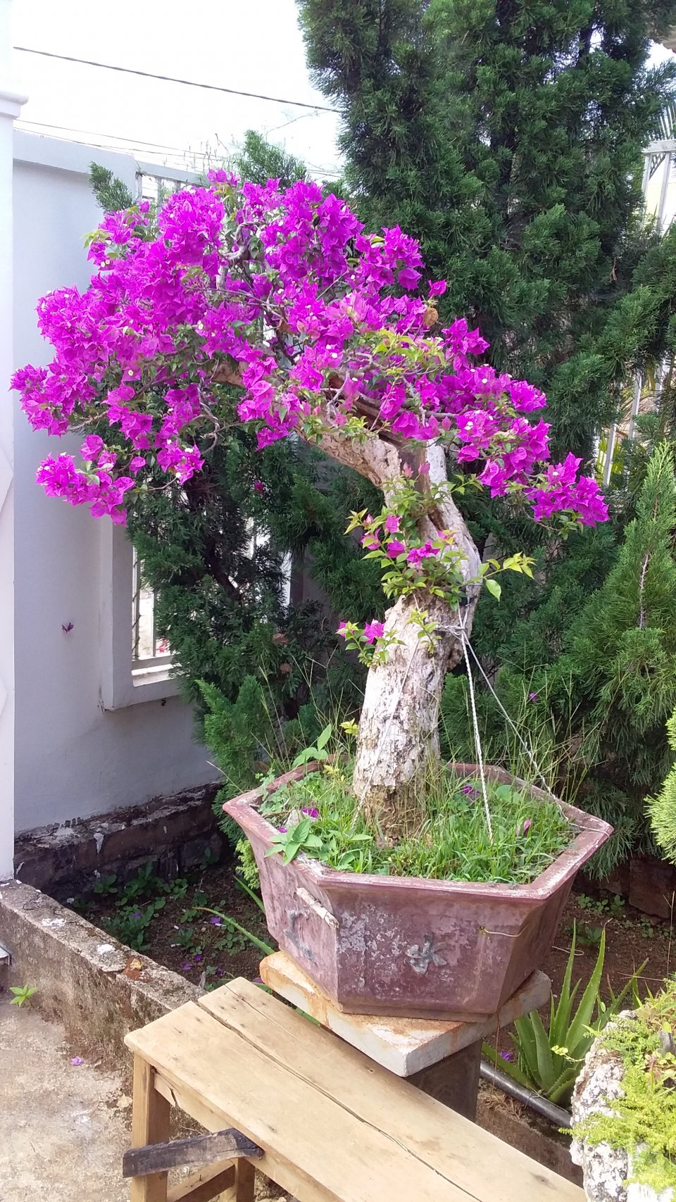 Bảo Lộc - Hoa giấy bonsai bán | Click49 - Bảo Lộc | Đà Lạt | Lâm Đồng