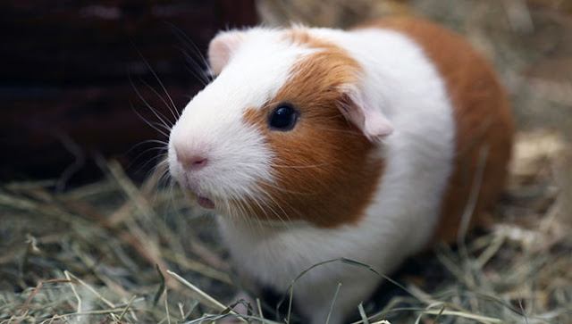 ban-bo-u-chuot-lang-guinea-pig-tai-da-nang-1.jpg