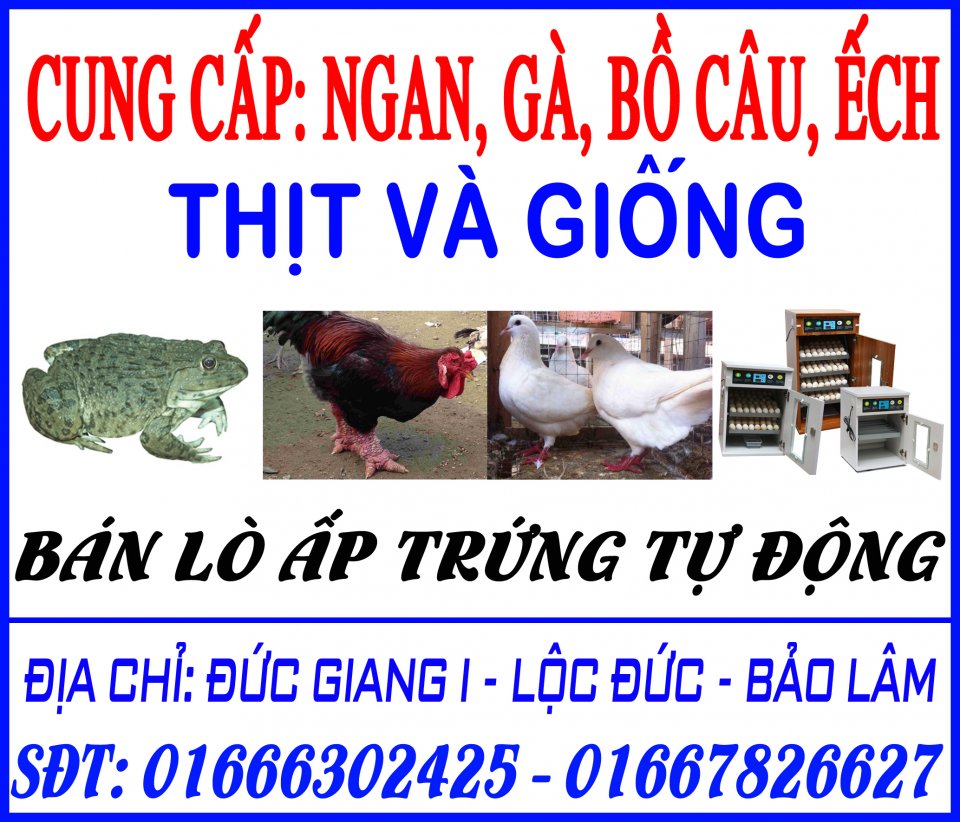 CUNG CAP NGAN GA BO CAU ECH.jpg