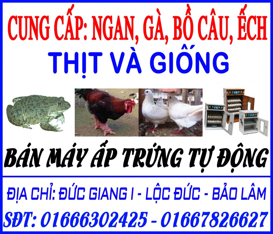 CUNG CAP NGAN GA BO CAU ECH.jpg