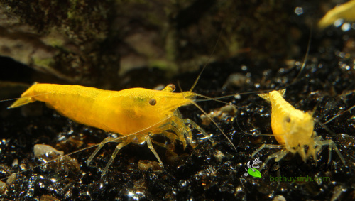 Ha-Noi-Ca-XInh-ban-tep-vang-soc-Neocaridina-heteropoda-var-yellow-shrimp-1.jpg