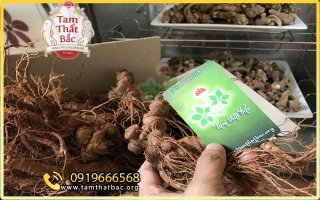 ảnh tam thất đẹp logo 5.jpg