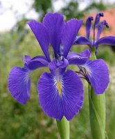 iris1-jpg-thumb500-758054-1371725176_500x0.jpg