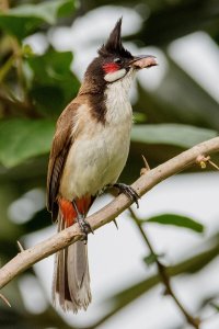 Red-whiskered_bulbul_by_Creepanta_11.jpg