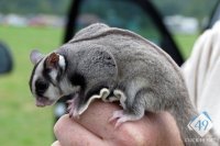 sugar-glider-care.jpg