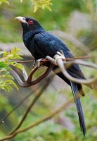 280px-Asian_koel.jpg