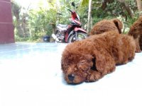 Poodle tiengiang traichocunglulu (7).jpg