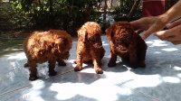 Poodle tiengiang traichocunglulu (2).jpg