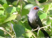 64_1288779892_black_bellied_malkoha_3.jpg