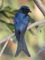 Bronzed_Drongo_I_IMG_1682.jpg