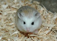 chuot-canh-hamster-robo-mat-trang-nau-platinum-7.jpg