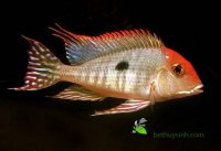 Ha-Noi-Ca-Xinh-ban-ca-Hai-Ho-Tran-Do-Geophagus-sp-orange-head-3.jpg