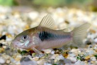 corydora-aeneus.jpg