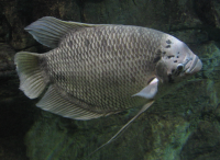 Osphronemus_Gourami_(better).png