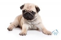 PugPuppyFullView.jpg