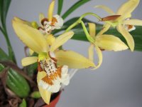 coelogyne_lentiginosa.jpg