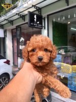 Cho-Poodle-23.jpg