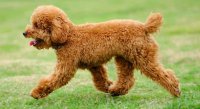 cho-Toy-Poodle-1024x555.jpg