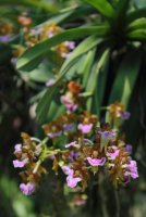 Aerides-flabellata (2).jpg