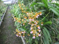 giang-huong-aerides-8.jpg